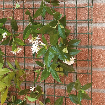 Pletivo Corolla pro popínavé rostliny - 0,5 x 5 m