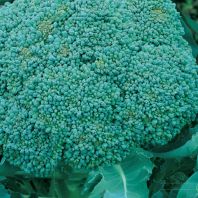 Semena: Brokolice LIMBA