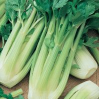 Semena: Celer řapíkatý MALACHIT