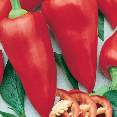 Semena: Paprika na pole EVA