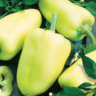 Semena: Paprika na pole BONETA