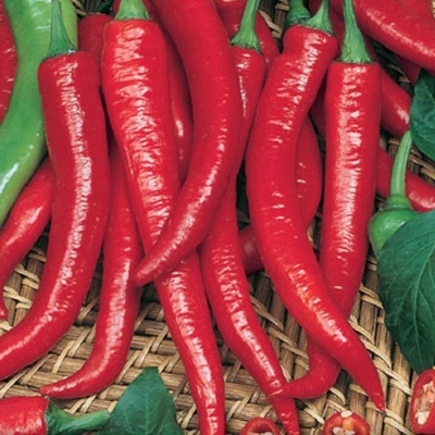 Semena: Paprika beraní roh POSEIDON