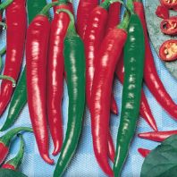 Semena: Paprika chilli červená GUTERA