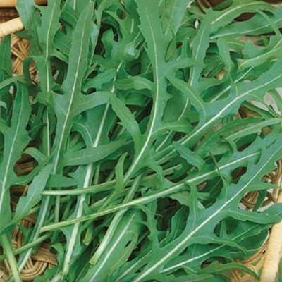 Semena: Roketa setá WILD ROCKET