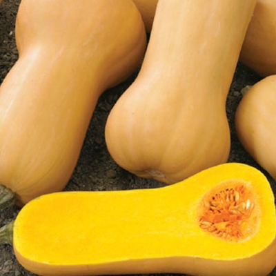 Semena: Tykev pižmová BUTTERNUT LISCIA