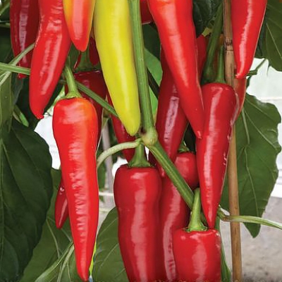 Semena: Paprika kozí roh sladký SORA
