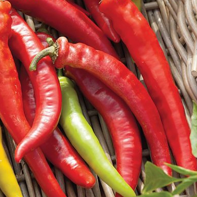 Semena: Paprika kozí roh pálivá HARRIET