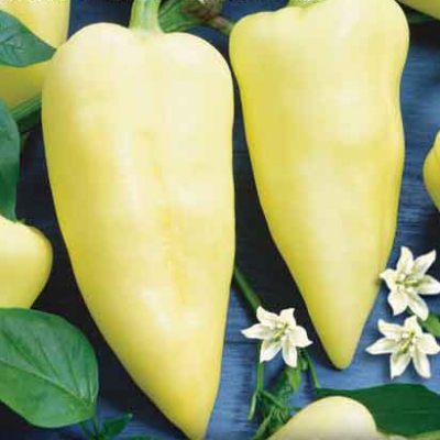Semena: Paprika k rychlení MONANTA