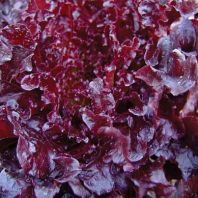 Semena: Salát listový k česání červený VERALA