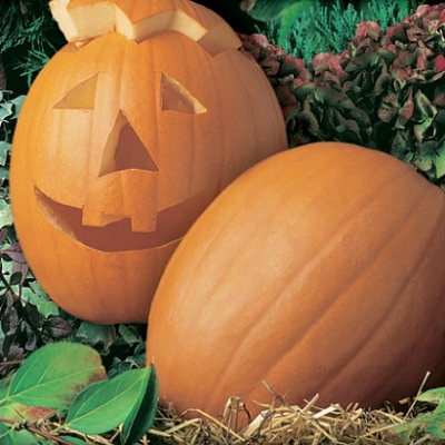 Semena: Tykev plazivá JACK O LANTERN