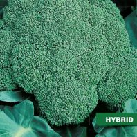 Semena: Brokolice APOLENA F1