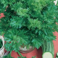 Semena: Celer listový PIKANT