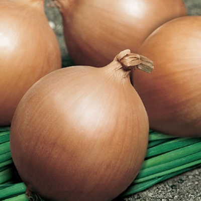 Semena: Cibule jarní TANDEM