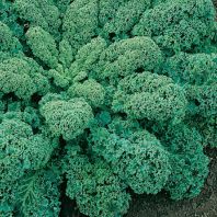 Semena: Kadeřávek zelený KAPRAL