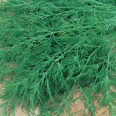 Semena: Kopr OLIVER