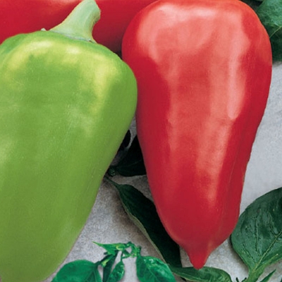 Semena: Paprika k rychlení SANDRA