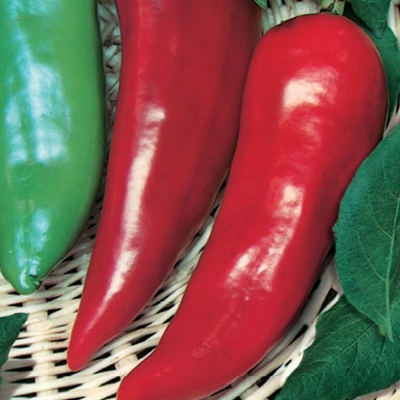 Semena: Paprika raná kapie PARADE