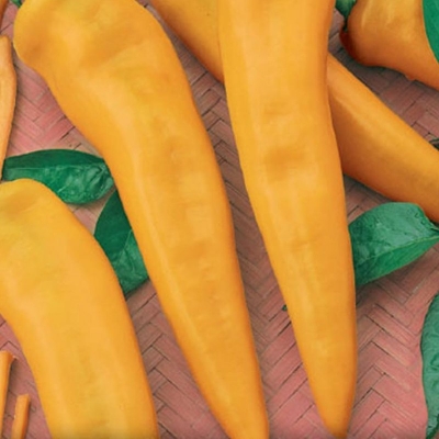 Semena: Paprika raná kapie ORNELA