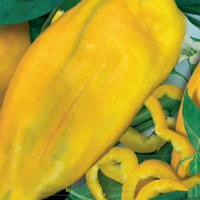 Semena: Paprika k rychlení PATRICIE