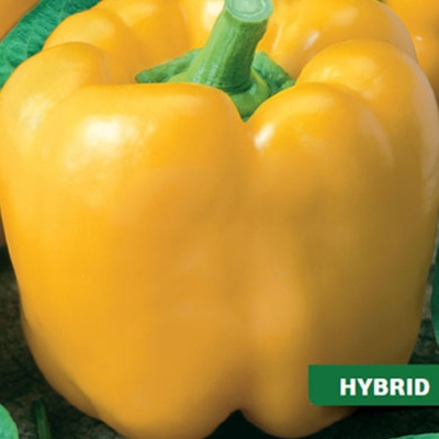 Semena: Paprika k rychl. žlutá kvadratická GARNET F1