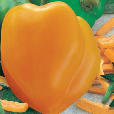 Semena: Paprika k rychlení AFRODITA