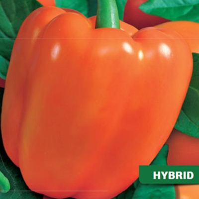 Semena: Paprika k rychl. oranžová kvadratická KUBISTA F1