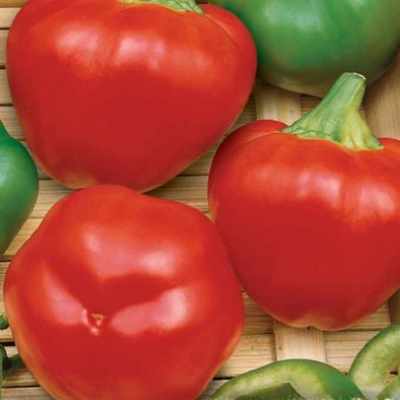Semena: Paprika raná rajčinová DUMAS