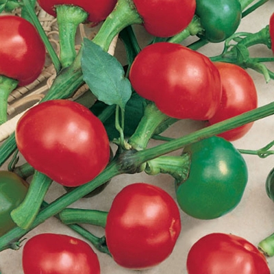 Semena: Paprika třešňová ostrá KORÁL