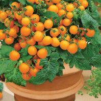 Semena: Rajče balkonové oranžové VENUS