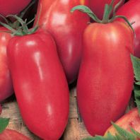 Semena: Rajče tyčkové paprikové červené HUGO