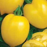 Semena: Rajče tyčkové žluté citronové CITRINA