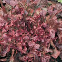Semena: Salát listový k česání červený REDIN