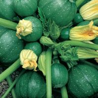 Semena: Tykev cuketa zelená TONDO DI PIACENZA