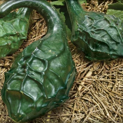 Semena: Tykev okrasná DINOSAURUS