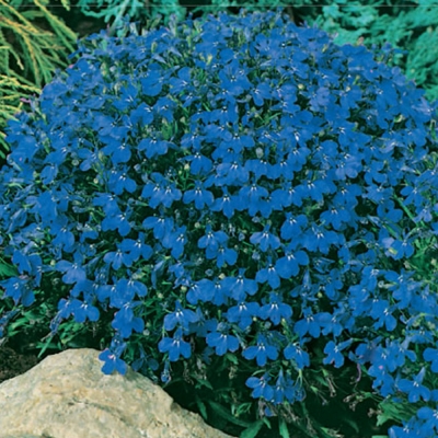 Semena: Lobelka nízká modrá