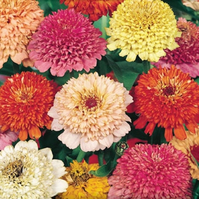 Semena: Ostálka scabiosokvětá MIX