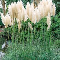 Semena: Pampová tráva bílá KORTADÉRIE