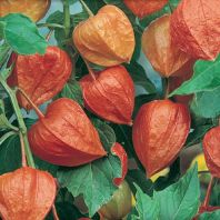 Semena: Mochyně oranžová- Židovská třešeň