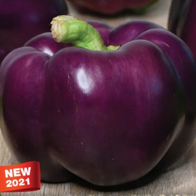 Semena: Paprika k rychl. fialová kvadratická LORAN